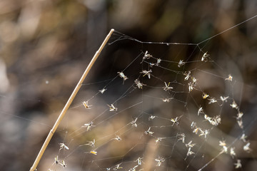 spider web with mosquitoes