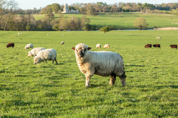 Ewe in field with obelisk background