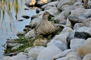 Mama pato en el estanque con sus crías (anas platyrhynchos) Marbella Andalucía España	