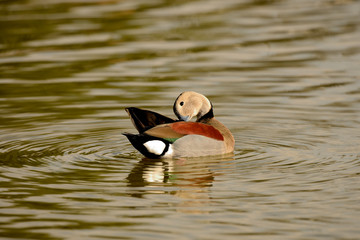 pato de collar  argentino acicalándose en el lago (anas platyrhynchos) Marbella Andalucía España