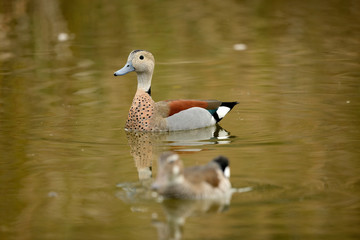 pato de collar argentino en el estanque (anas platyrhynchos) Marbella Andalucía España