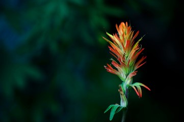 A red and green flower in nature