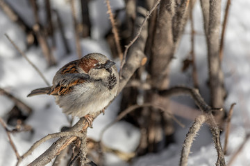 Fun gray and brown sparrow sits on a branch in the park in winter on a blurred gray background