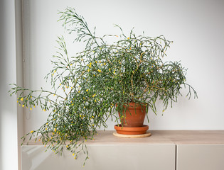 Potted plant on grey desk