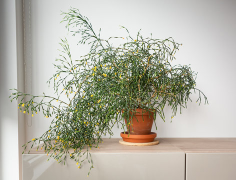 Potted plant on grey desk