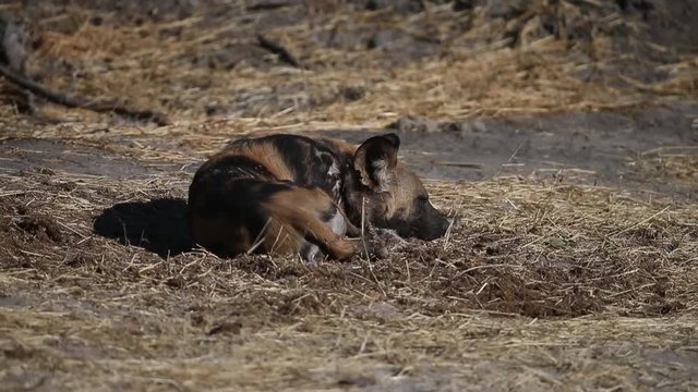 African Wild Dog or Painted Dog resting by entrance to den
