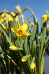 Yellow daffodils in the beginning of spring.