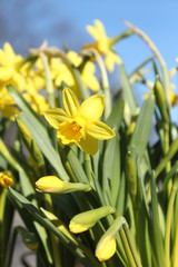 Obraz premium Yellow daffodils in the beginning of spring.