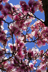 Beautiful pink flowers on trees in nature blooming in the spring time