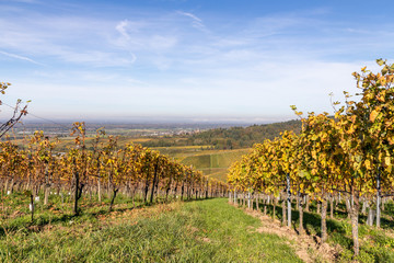 Naklejka premium Varnhalt vineyard with village in background
