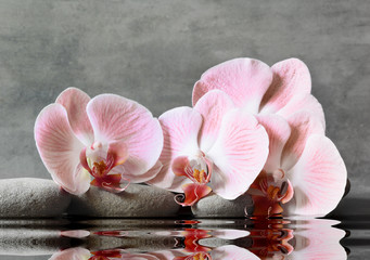 Fototapeta na wymiar Set of pink orchid and gray spa stones on water and reflection.