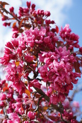 Beautiful pink flowers on trees in nature blooming in the spring time