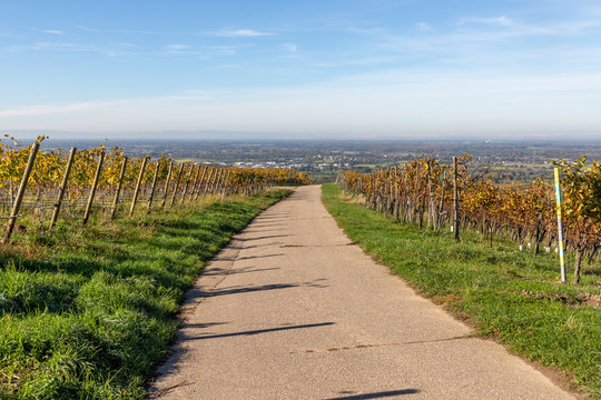 Varnhalt vineyard with road and valley in background