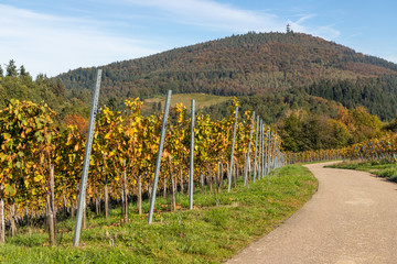 Varnhalt vineyard with black forest in background