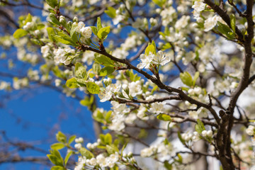 blooming plum blossom, with a bee feeding on its pollen, in spring when the fruit trees bloom fill all the fields with color