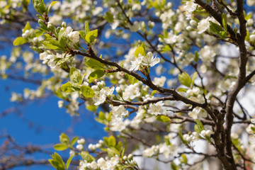 blooming plum blossom, with a bee feeding on its pollen, in spring when the fruit trees bloom fill all the fields with color