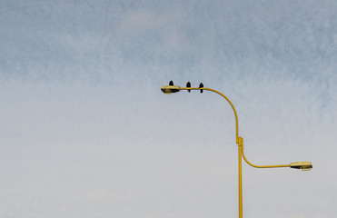 birds on lamp