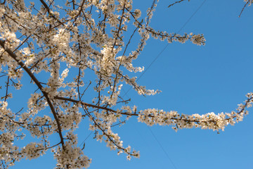 blooming plum blossom, with a bee feeding on its pollen, in spring when the fruit trees bloom fill all the fields with color