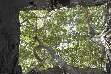 Fototapeta premium An ancient Portuguese fort overgrown with trees in India