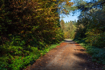 Fototapeta na wymiar Trail in black forest with autumn leaves