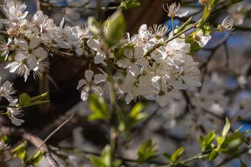 blooming plum blossom, with a bee feeding on its pollen, in spring when the fruit trees bloom fill all the fields with color