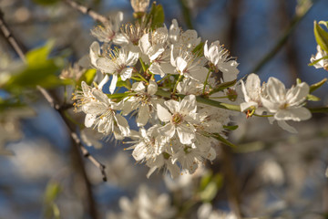blooming plum blossom, with a bee feeding on its pollen, in spring when the fruit trees bloom fill all the fields with color