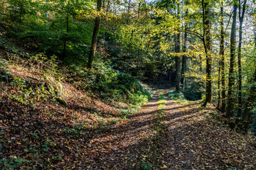 Obraz premium Trail in black forest with autumn leaves