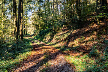 Trail in black forest with autumn leaves