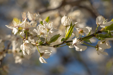 blooming plum blossom, with a bee feeding on its pollen, in spring when the fruit trees bloom fill all the fields with color