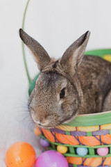 rabbit and easter eggs