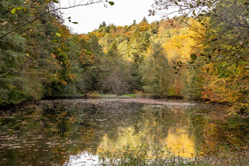 Lake in black forest with autumn leaves