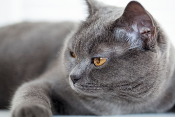 gray cat lying on the window