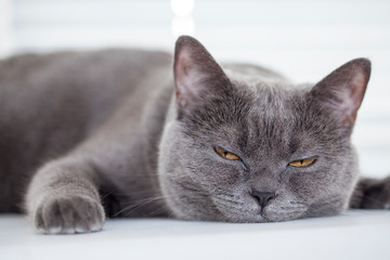 gray cat lying on the window