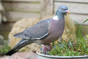 Ringeltaube