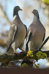Ringeltauben, Pärchen