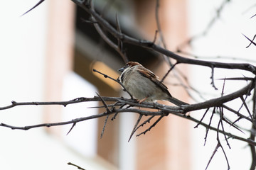 male sparrow perched on a tree. a bird perched on a tree. a brown male bird perched on a tree.
