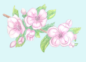 watercolor sketch of spring flowers