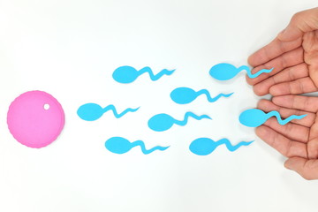 Young male hands releasing sperm cells into an egg cell. Paper cutout, top view, flat lay in white background.