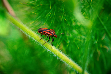 red bug on a leaf