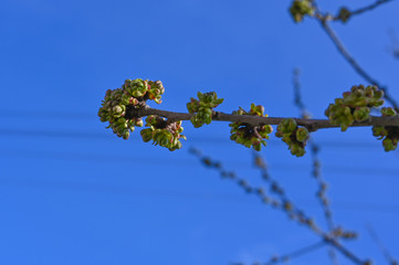 buds of tree branches on a blue sky. The First Spring Buds On A Branch
