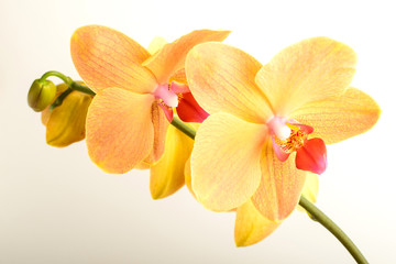 Close up vivid yellow orange Phalaenopsis orchid flowers in full bloom in a garden pot in a sunny summer day, beautiful outdoor floral background photographed with soft focus
