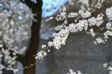 Beautiful floral nature spring abstract background. Branches of a blossoming cherry. Greeting cards with copy space.
