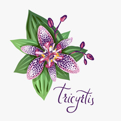 Tricyrtis pink orchid flower
