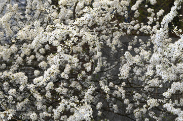 flowering spring trees. spring buds bloomed. Beautiful floral spring abstract background of nature. Branches of blossoming cherry with soft focus on gentle light green background. Greeting cards with 