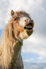A close up portrait of a funny horse face smiling and showing teeth with a bright blue sky background