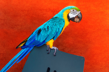 Bright yellow-blue parrot Ara looks very beautiful on a red background.