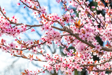 Cherry blossom. Branch of Japanese cherry with pink flowers in sunny day on blue sky background