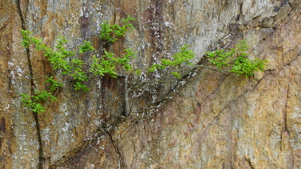 Chêne poussant sur une paroi rocheuse