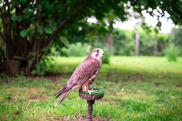 Falcon wild bird profile - standing in the green garden
