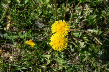 two dandelion on green grass